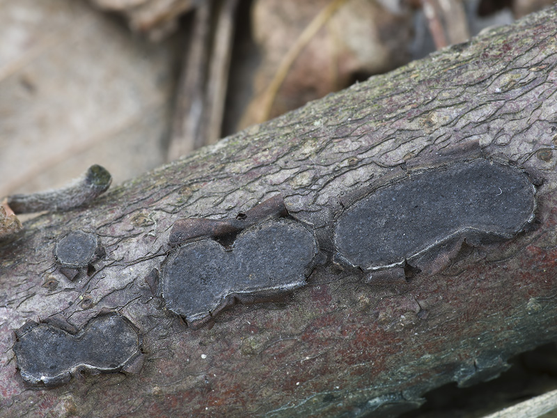 Biscogniauxia granmoi